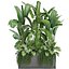 コレクションエキゾチックな植物