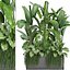 コレクションエキゾチックな植物