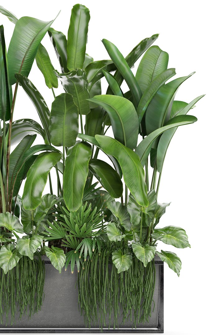 3D loft exotic plants https://p.turbosquid.com/ts-thumb/tl/U9SjrM/UfSA8qBt/plant161003/jpg/1539767385/1920x1080/fit_q87/f2caff75d2066cdc32c2fadaef7b16cfba09ad42/plant161003.jpg