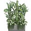 コレクションエキゾチックな植物