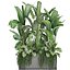 コレクションエキゾチックな植物