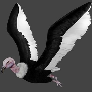 3D vulture rigged