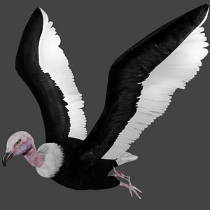 Vulture Rigged Low Poly