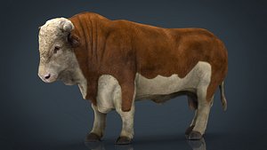 Hereford Bull