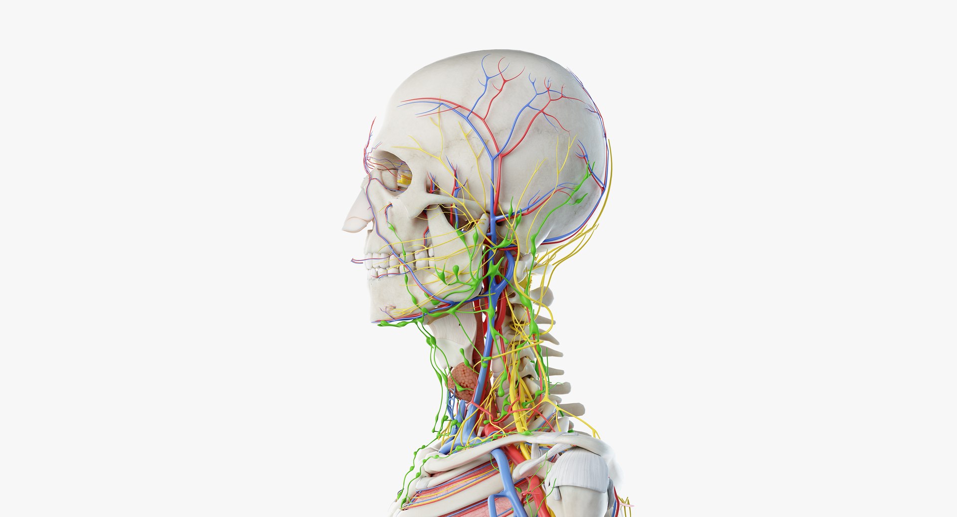 male anatomy organs model https://p.turbosquid.com/ts-thumb/tl/ig3B1t/3UG61vuz/anatomy_all_b5/png/1556109546/1920x1080/fit_q87/f99beab4c351a1d74846235ac6d04bc76a215bbd/anatomy_all_b5.jpg