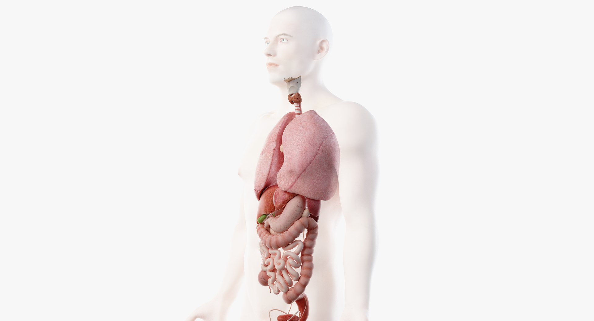 male anatomy organs model https://p.turbosquid.com/ts-thumb/tl/ig3B1t/9fk9mMXK/organs05/png/1556110242/1920x1080/fit_q87/7a6ec166cddae927a2fd37b58c6cb200c7c564a2/organs05.jpg