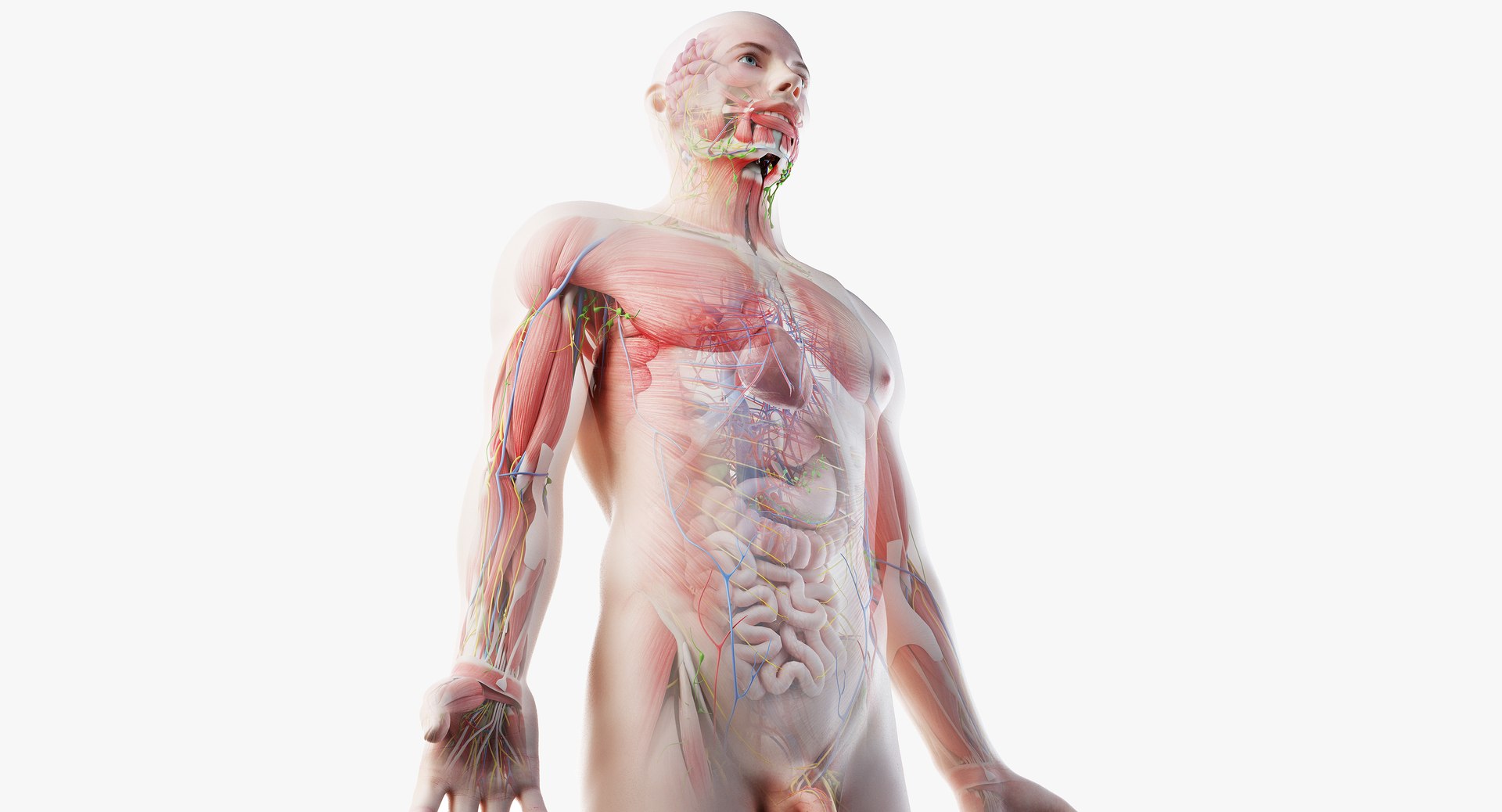 male anatomy organs model https://p.turbosquid.com/ts-thumb/tl/ig3B1t/FtsM7yG9/mainimage/jpg/1556107596/1920x1080/fit_q87/e9bc92aee60c2e06f30babb8ff072e9ad49e97b8/mainimage.jpg