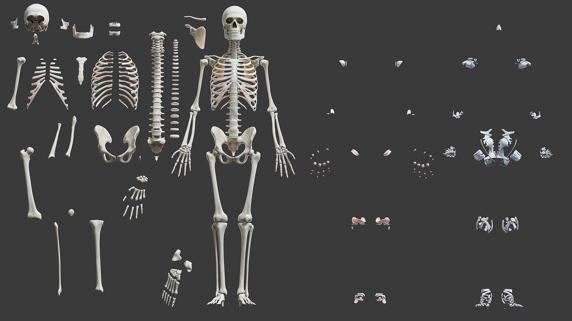 male anatomy organs model https://p.turbosquid.com/ts-thumb/tl/ig3B1t/HJsuzOgN/anatomy_skeletal/jpg/1606746062/1920x1080/fit_q87/873ffeeb982e9f63333c8589fd0c56c4c5fff87d/anatomy_skeletal.jpg
