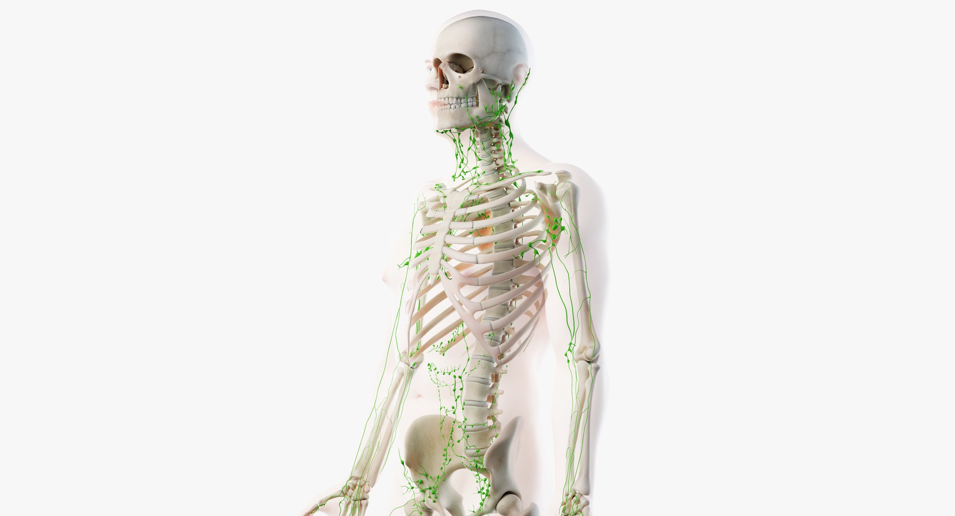 male anatomy organs model https://p.turbosquid.com/ts-thumb/tl/ig3B1t/QYDNcKgI/lymphatic06/png/1556109939/1920x1080/fit_q87/4233a5e206dc68a15fa154db1e961d764750254a/lymphatic06.jpg