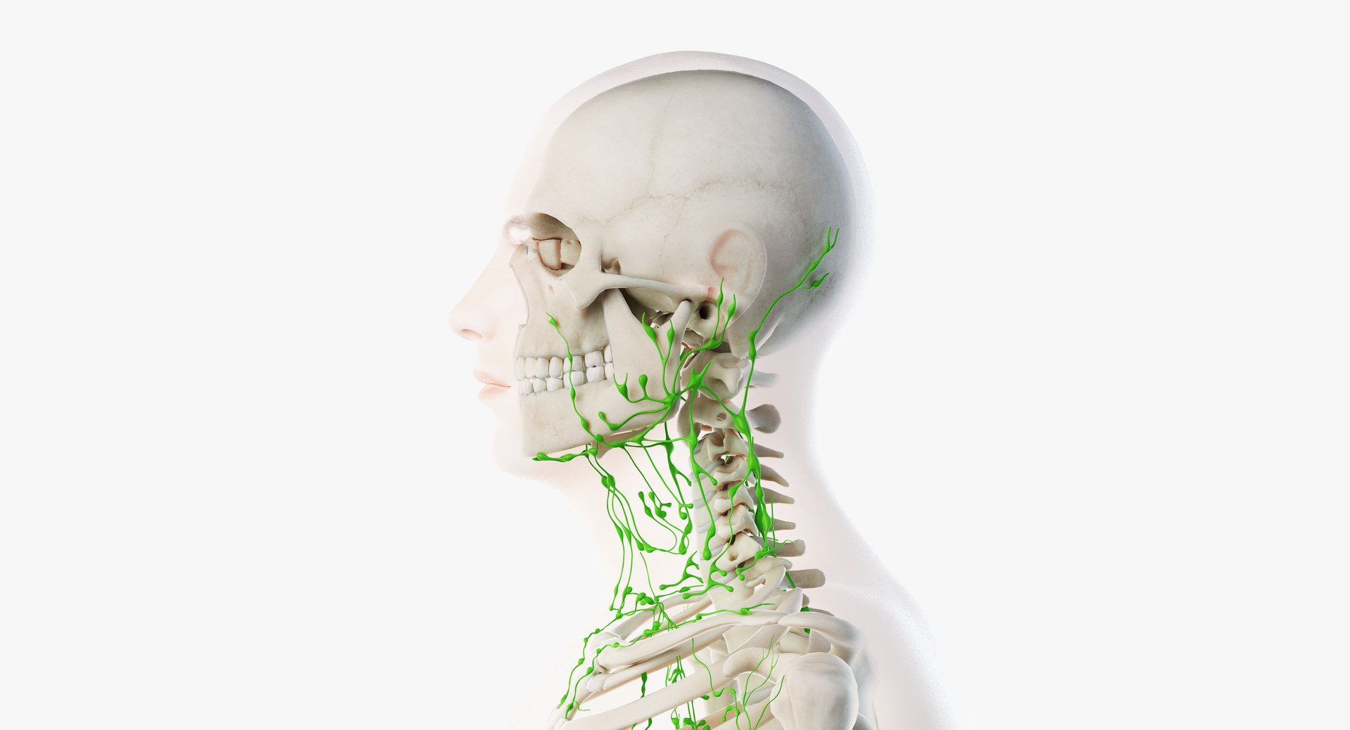 male anatomy organs model https://p.turbosquid.com/ts-thumb/tl/ig3B1t/RLa5qzt9/lymphatic05/png/1556109939/1920x1080/fit_q87/a40e47177e2620eeb67c6e7de71261c8dbb80ccf/lymphatic05.jpg