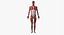 Anatomia maschile completa