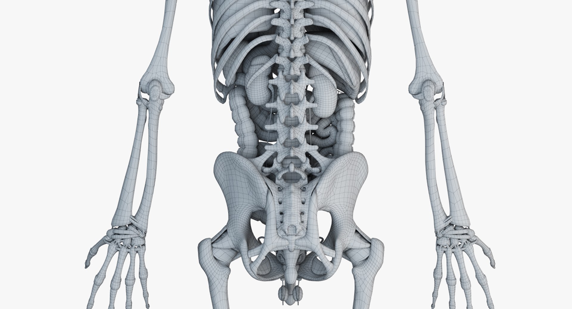 male anatomy organs model https://p.turbosquid.com/ts-thumb/tl/ig3B1t/fNbdYjgo/male_anatomy_skeleton_org_wire0005/jpg/1556112203/1920x1080/fit_q87/12a519b5ac8e70f638c1ddc1cbbc9e1608d796bb/male_anatomy_skeleton_org_wire0005.jpg