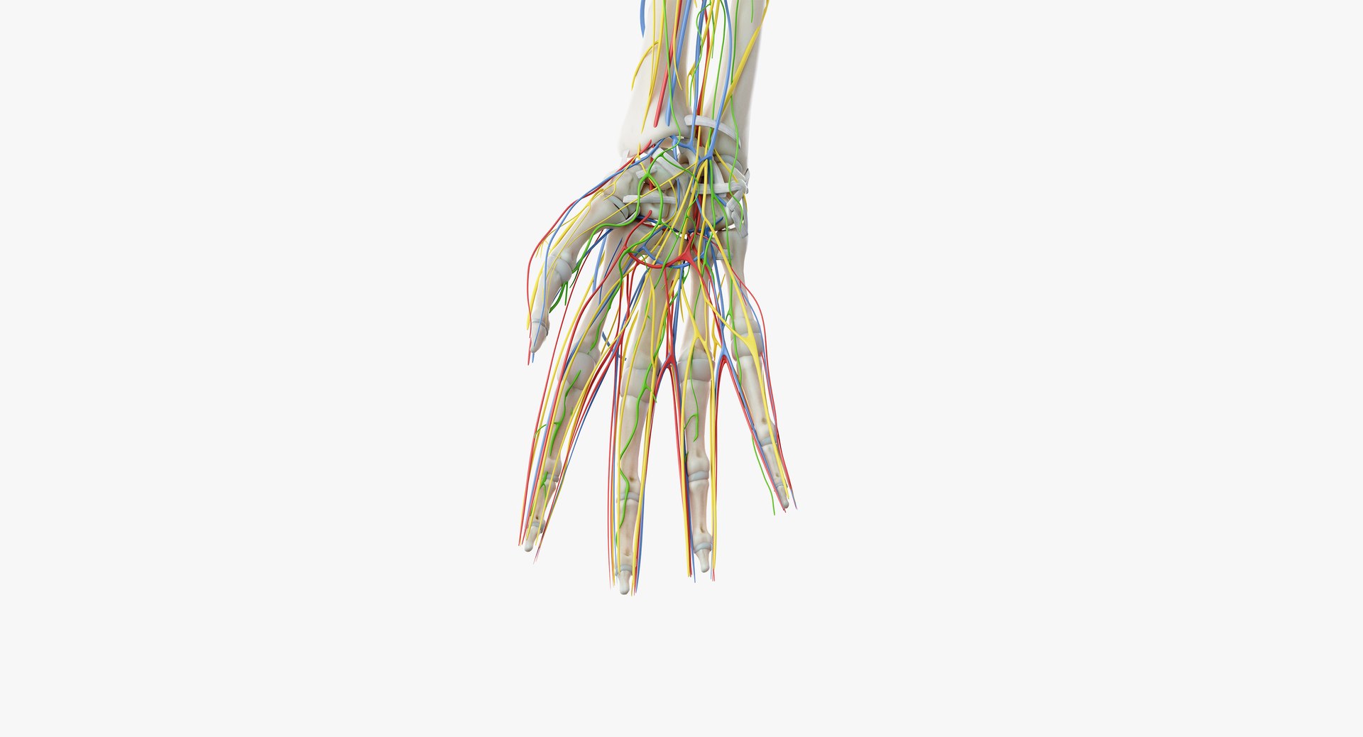male anatomy organs model https://p.turbosquid.com/ts-thumb/tl/ig3B1t/gRxB8j7m/anatomy_all_b10/png/1556109546/1920x1080/fit_q87/29a9298777015ce683ab0589340b47af48bc9e3b/anatomy_all_b10.jpg