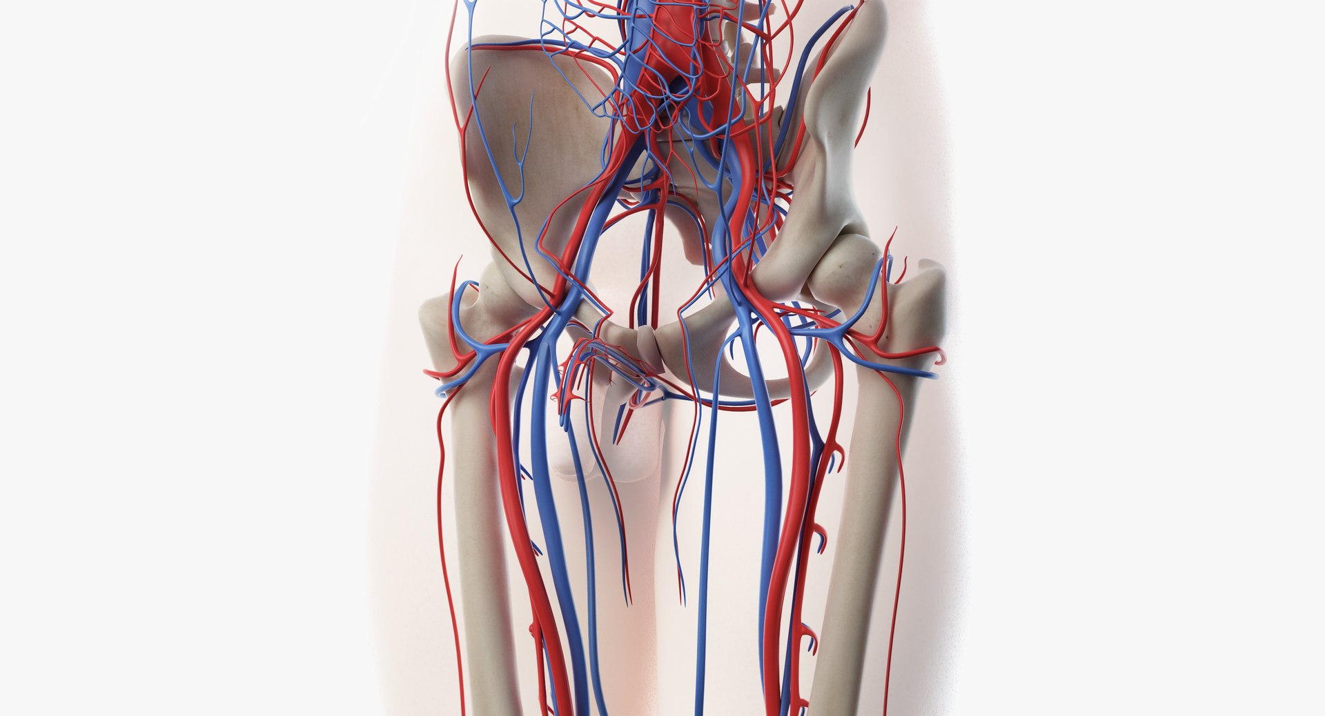 male anatomy organs model https://p.turbosquid.com/ts-thumb/tl/ig3B1t/sSIX6fb6/vasc13/png/1556110064/1920x1080/fit_q87/a757db4c11ca0bf3a2794272d0ed519f06ac8902/vasc13.jpg