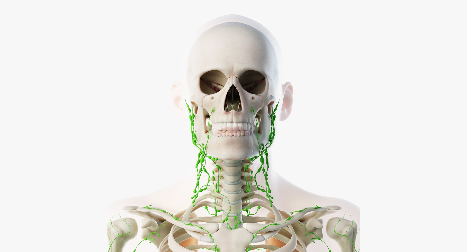 male anatomy organs model https://p.turbosquid.com/ts-thumb/tl/ig3B1t/tSv4i8NE/lymphatic04/png/1556109939/1920x1080/fit_q87/a7dc5d5e6b47f43294832dd01bbf5213e74dbc5a/lymphatic04.jpg