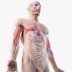 Full Male Anatomy