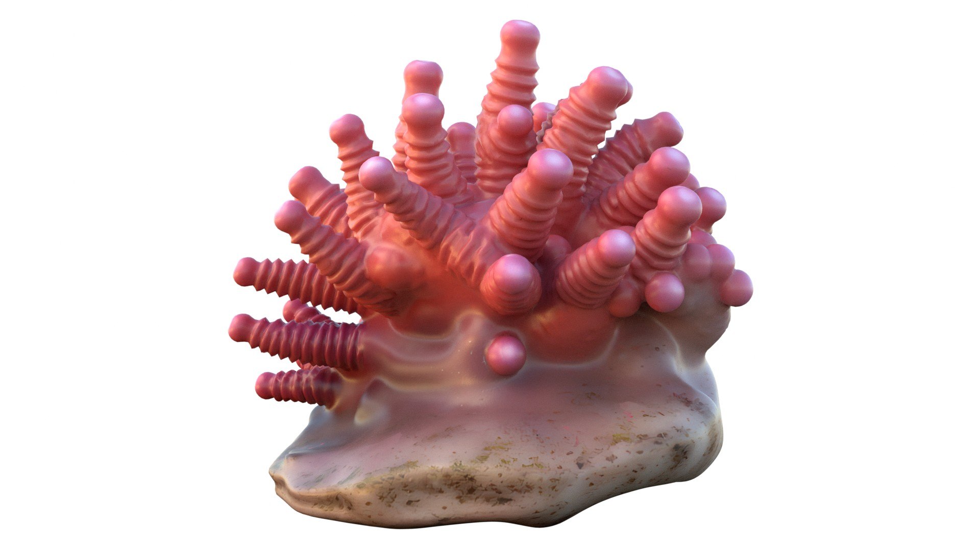 Coral reef 27 3D https://p.turbosquid.com/ts-thumb/tl/mWTPe3/Cr/3/jpg/1756886406/1920x1080/fit_q87/ca26136508620d68726a4b029e5a7e5e7710fa04/3.jpg