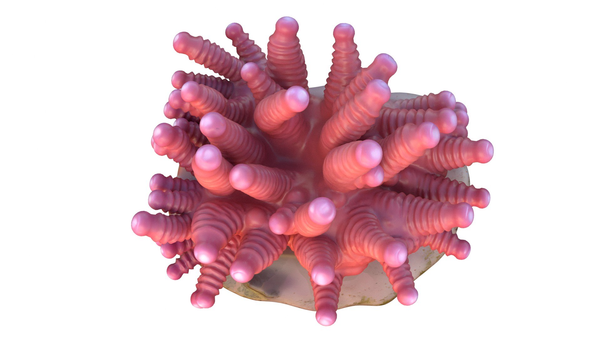 Coral reef 27 3D https://p.turbosquid.com/ts-thumb/tl/mWTPe3/VX/4/jpg/1756886407/1920x1080/fit_q87/f5d7481d482726751c70bc67ed39aa4bf4ed4960/4.jpg