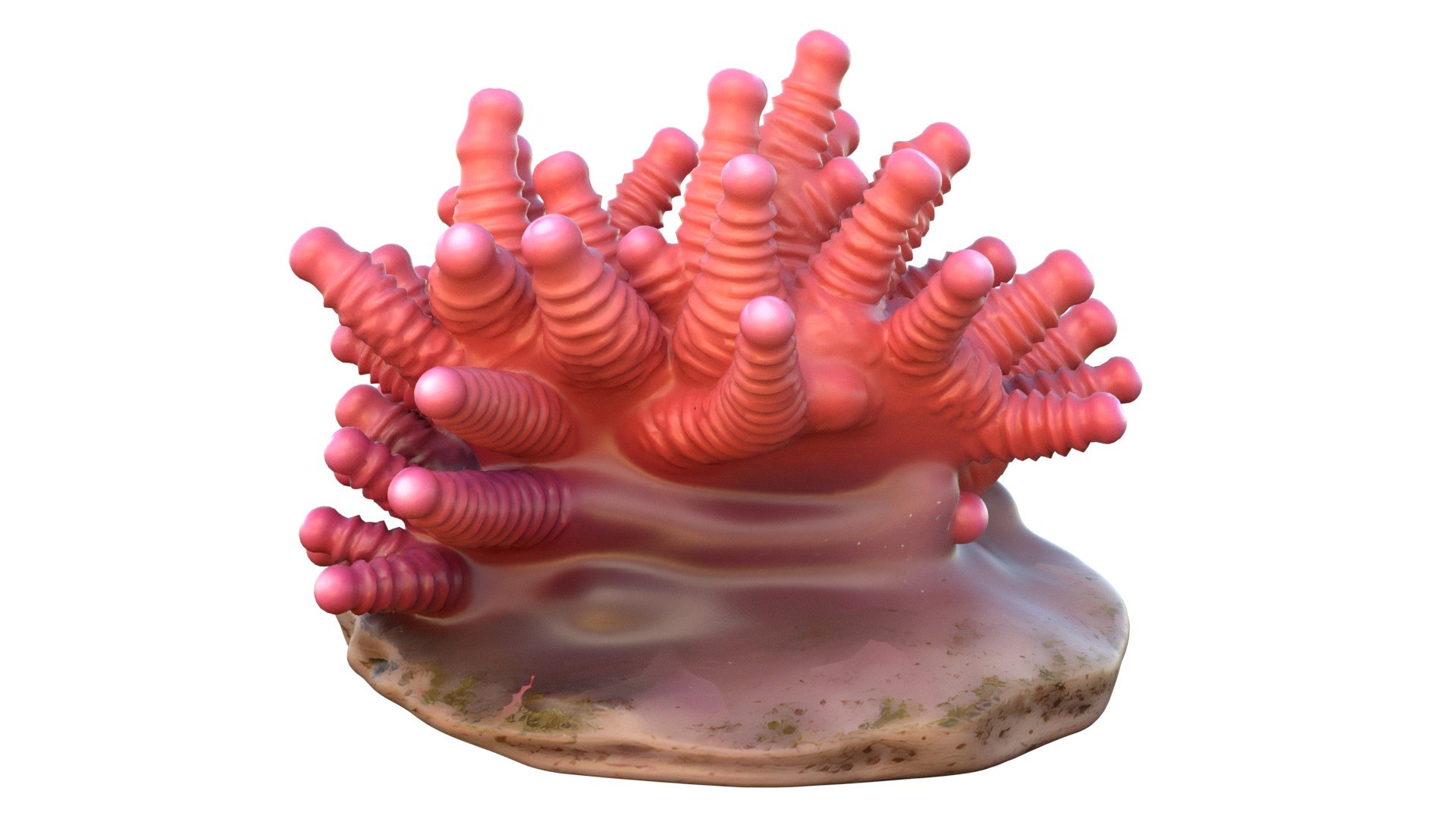 Coral reef 27 3D https://p.turbosquid.com/ts-thumb/tl/mWTPe3/Z6/1/jpg/1756886404/1920x1080/fit_q87/71b4b516a9b789b278ded281f334ac5a67f76e02/1.jpg