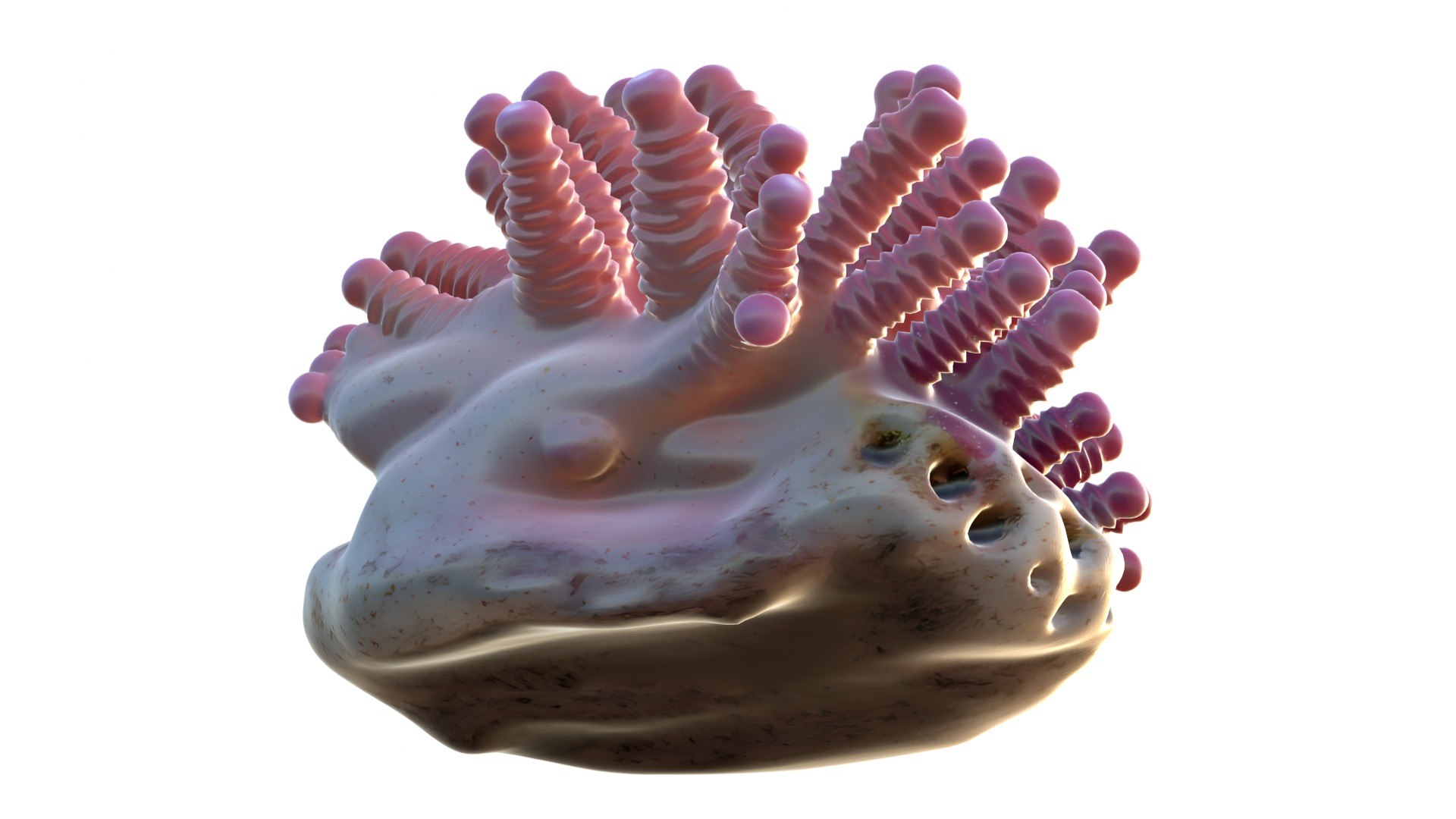 Coral reef 27 3D https://p.turbosquid.com/ts-thumb/tl/mWTPe3/ZD/5/jpg/1756886407/1920x1080/fit_q87/8c031c3f95a78ea75334d8fa49769b88c853f10e/5.jpg