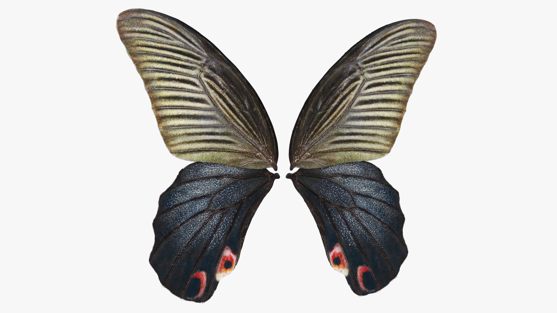 Papilio Protenor Wings Female 3D model preview