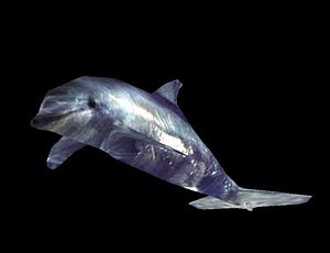 free 3ds model delphin