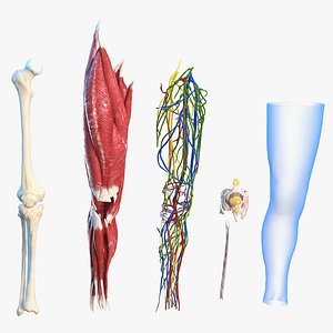 human knee joint anatomy 3D