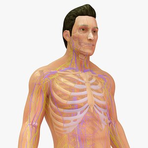 3D model Natural body with Skeleton and Arteries veins and nerves