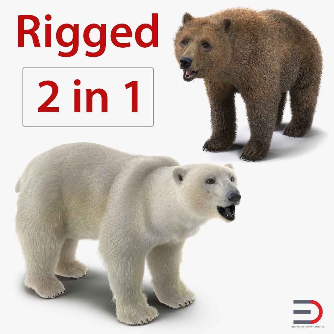Brown and Polar Bears Rigged Collection 3D model preview