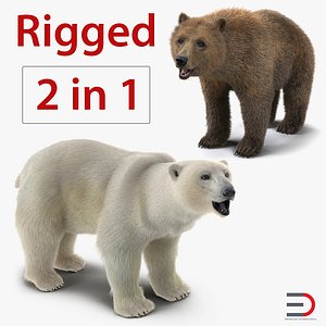 brown polar bears rigged 3D