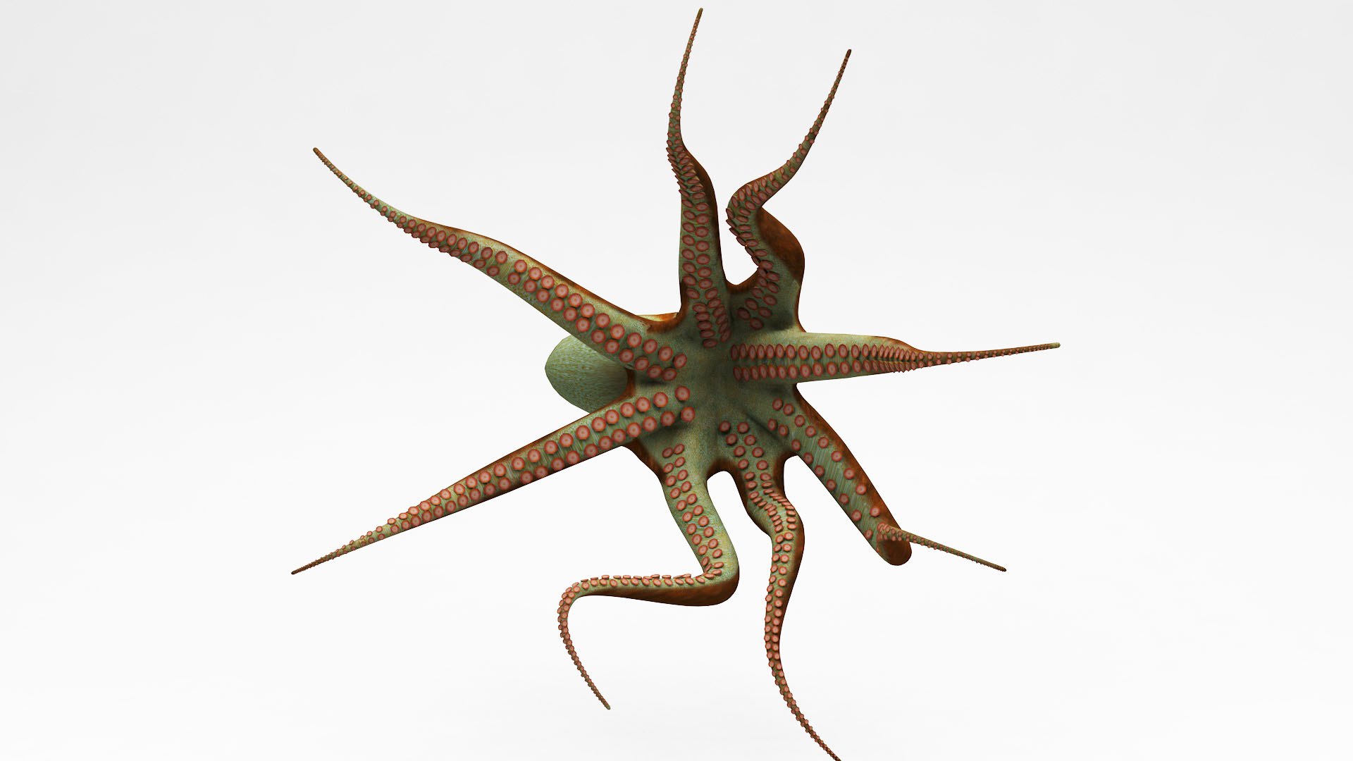 3D Octopus - TurboSquid 2034419