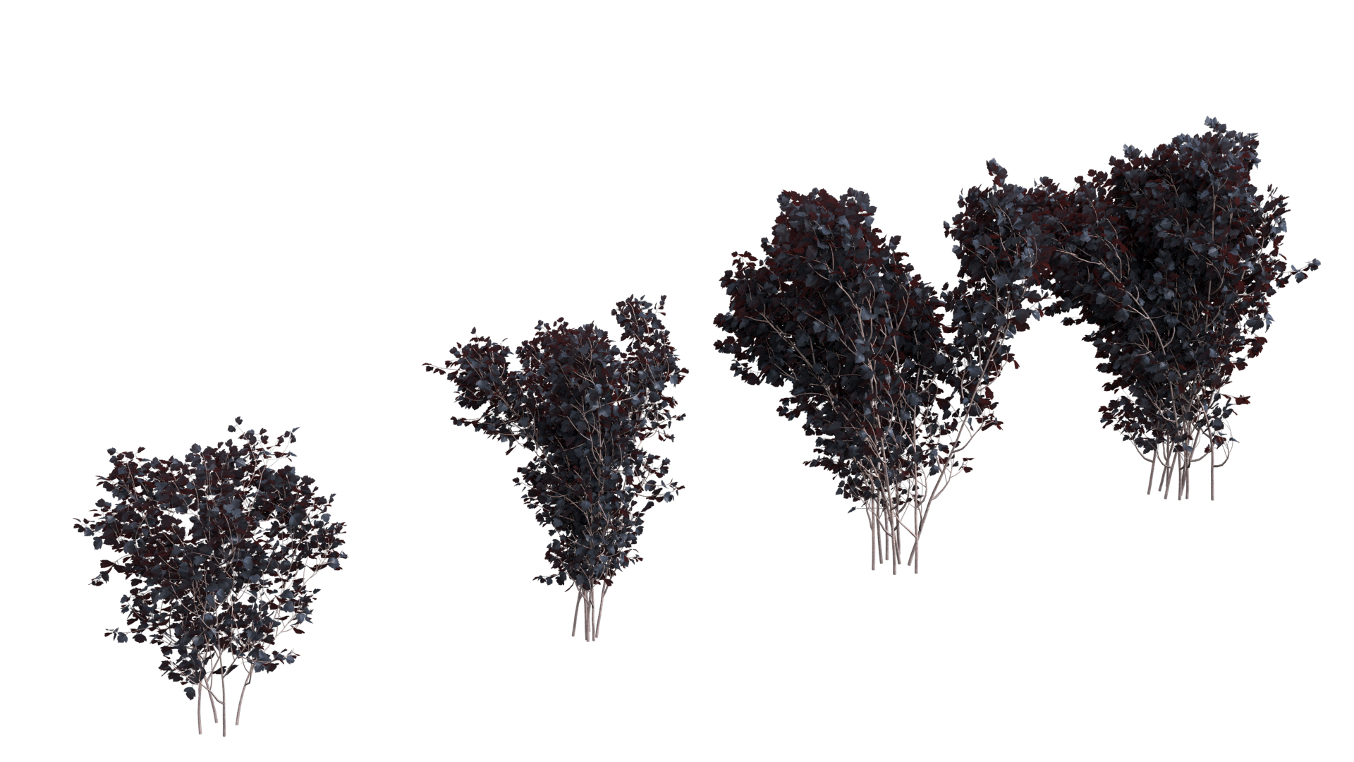 3D Physocarpus animated https://p.turbosquid.com/ts-thumb/tm/C7VEb8/8j/1/png/1757492752/1920x1080/turn_fit_q99/528e6649cf6723cb3aea5d1e5f8969f3cbf41e75/1-1.jpg