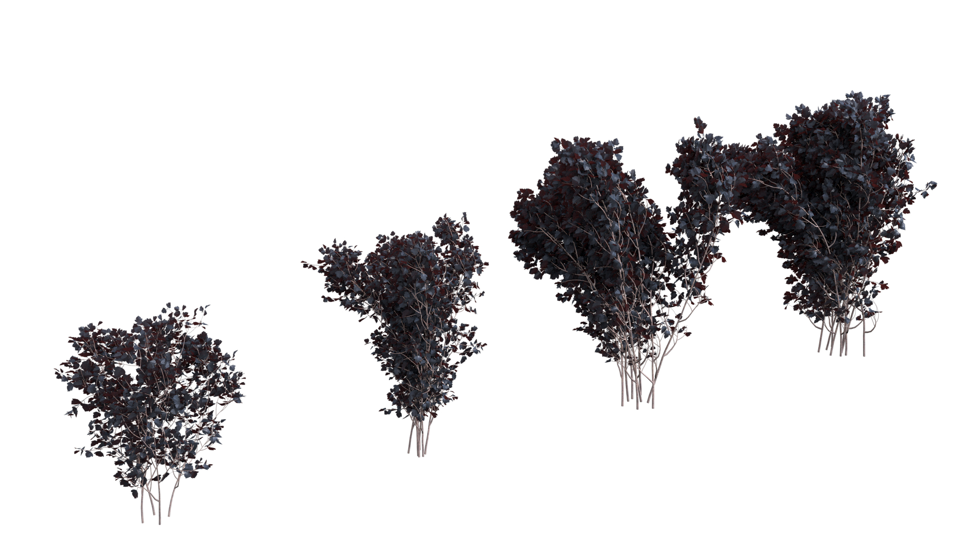 3D Physocarpus animated https://p.turbosquid.com/ts-thumb/tm/C7VEb8/EC/2/png/1757493623/1920x1080/turn_fit_q99/6c7bbb0da49f75ccc250ebdfbbc5bc4e1afde9eb/2-1.jpg