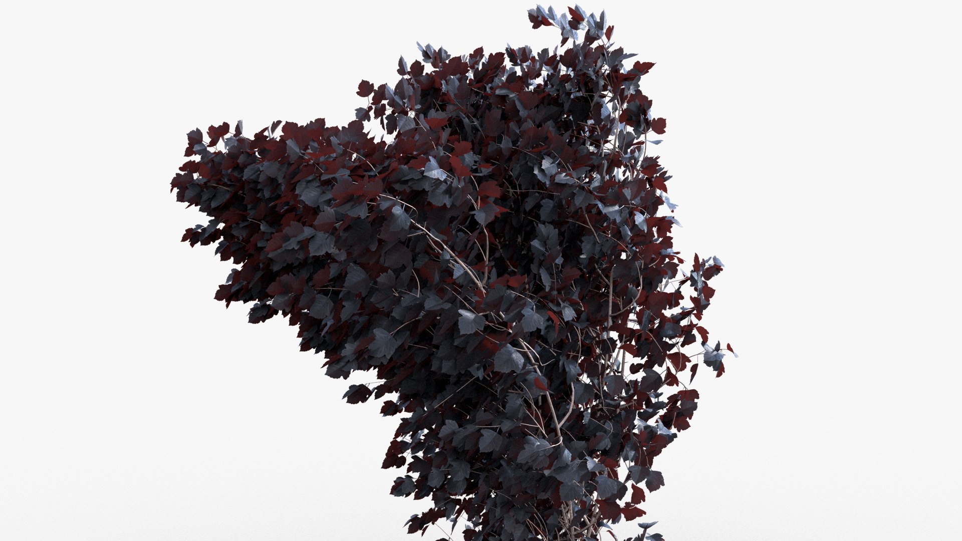 3D Physocarpus animated https://p.turbosquid.com/ts-thumb/tm/C7VEb8/TA/static_0005/png/1757497071/1920x1080/fit_q87/38fcf64cbbcd50c394207d01ac737abf74720db7/static_0005.jpg