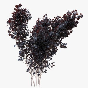 Physocarpus animated