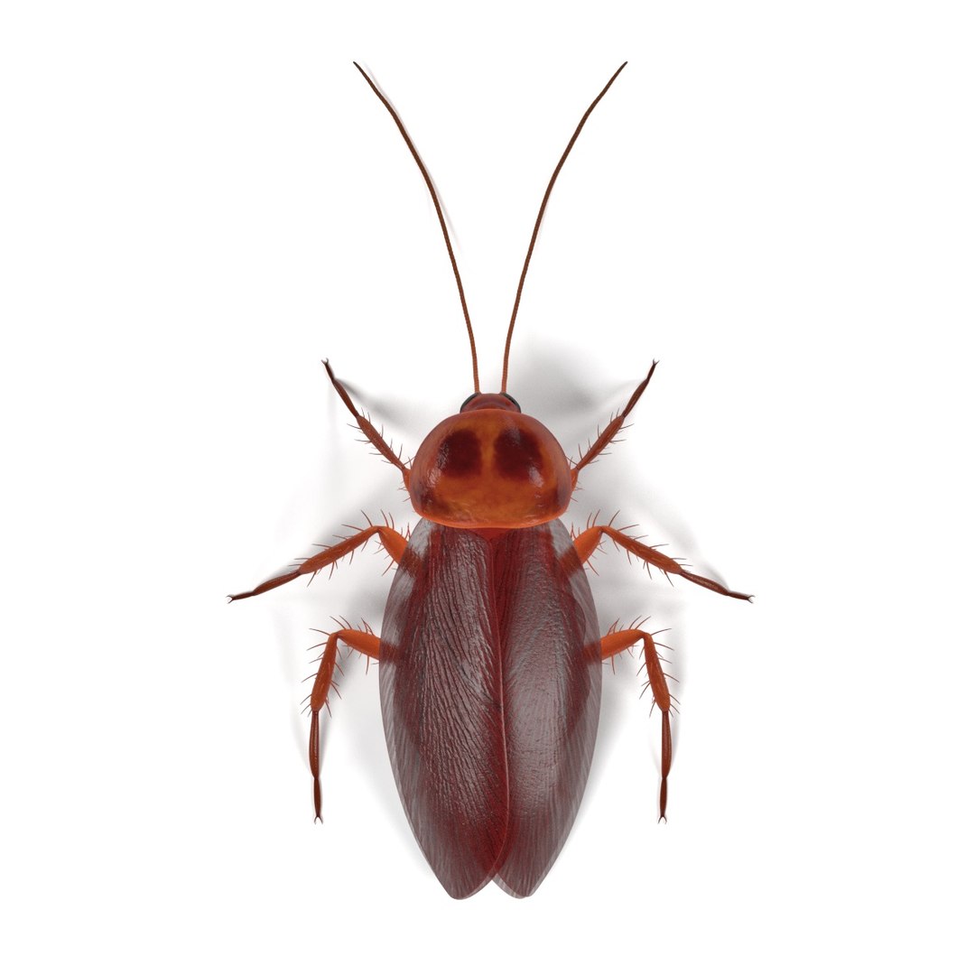 3D Insect - Huge Collection https://p.turbosquid.com/ts-thumb/tm/EnZvOx/gJU5mkIU/periplanetaamericanafa/jpg/1662203541/1920x1080/fit_q87/c2572f14480b9515cf9273359dd92952ecfbaef0/periplanetaamericanafa.jpg