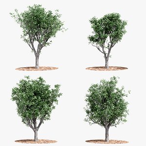 3D 4 Cerbera odollam Wine Tree animation