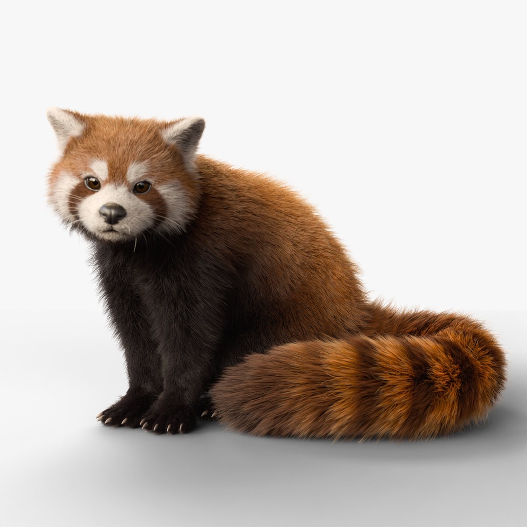 3D Red Panda Rigged Animated Model - TurboSquid 2329273