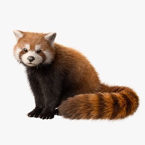 3D Red Panda Rigged Animated model