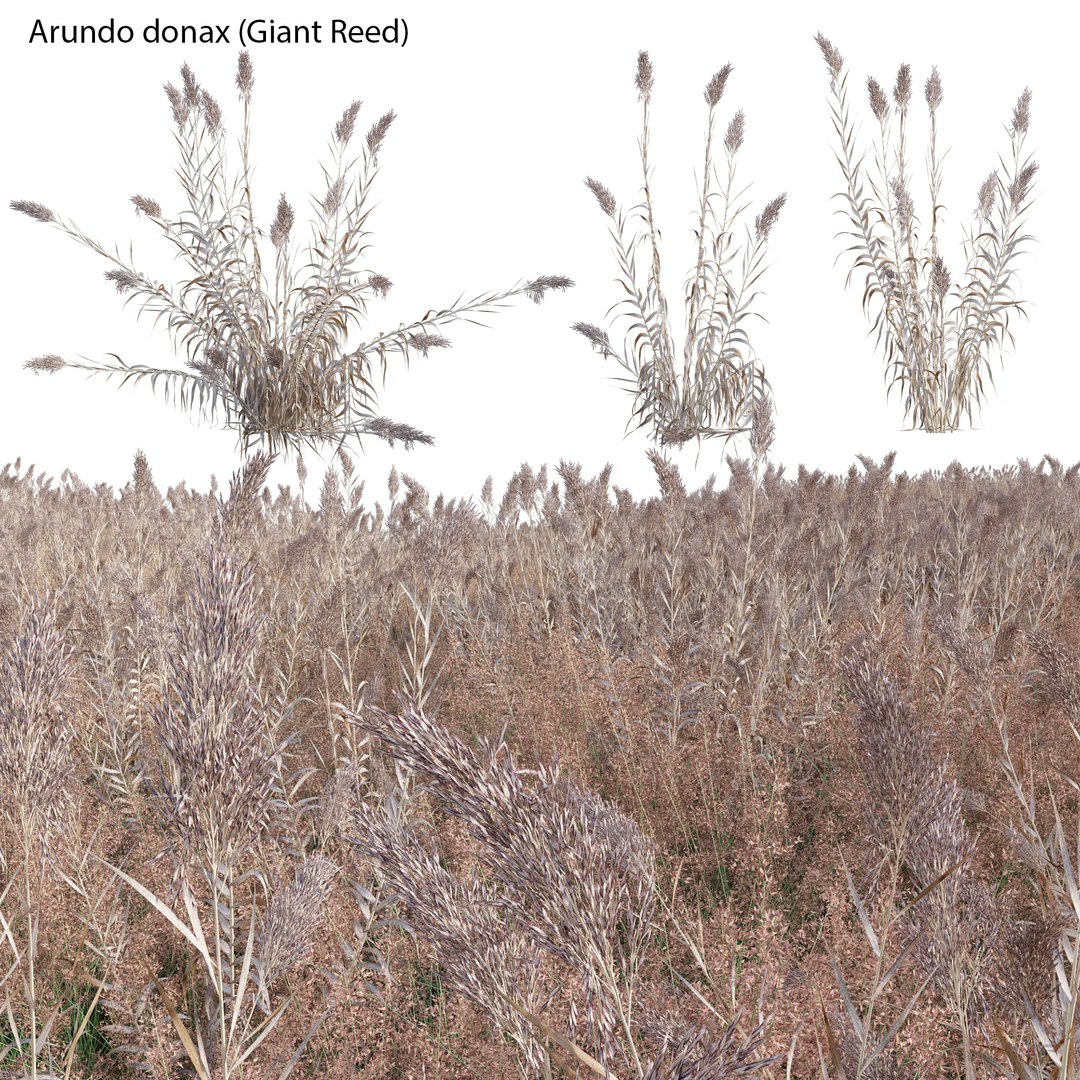 Arundo donax Giant Reed Spanish Reed 033D模型 TurboSquid 1972980