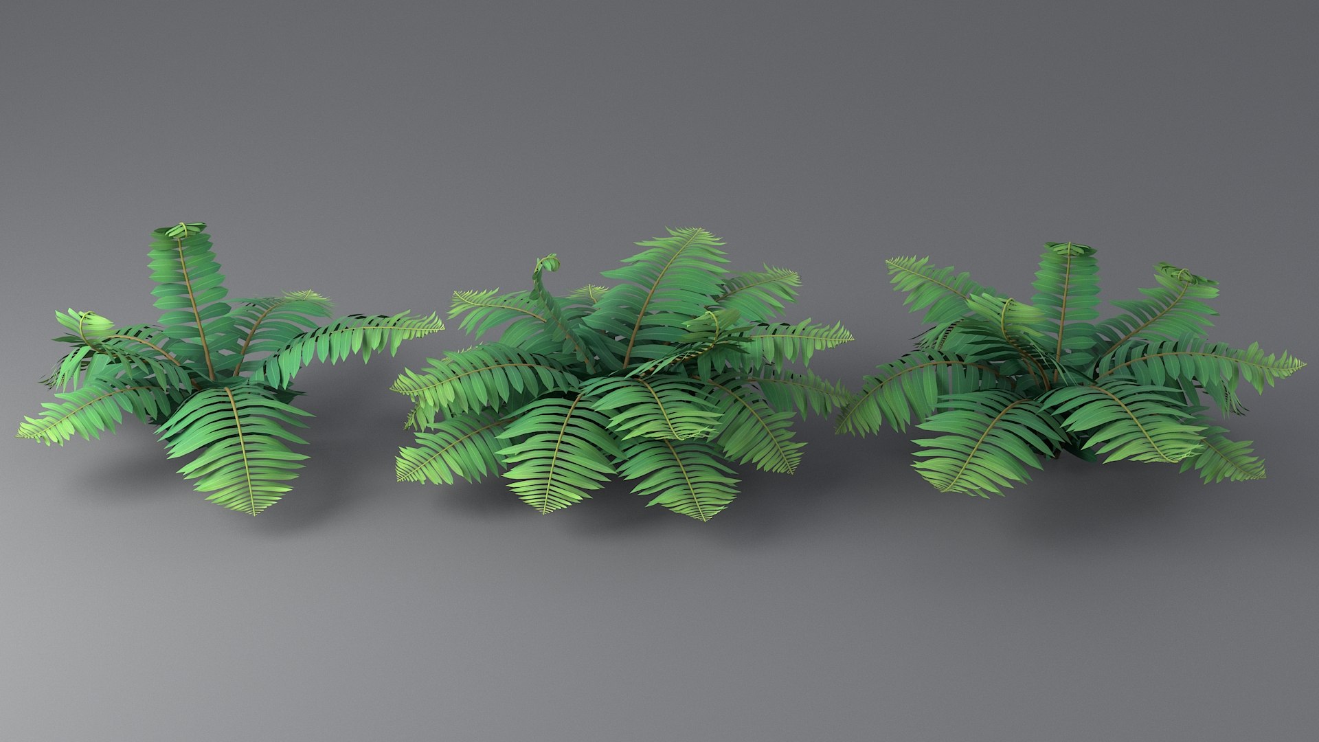 Fern Leaf Tropical Plant Grass Flower Bush Tree Garden Land Forest Park ...