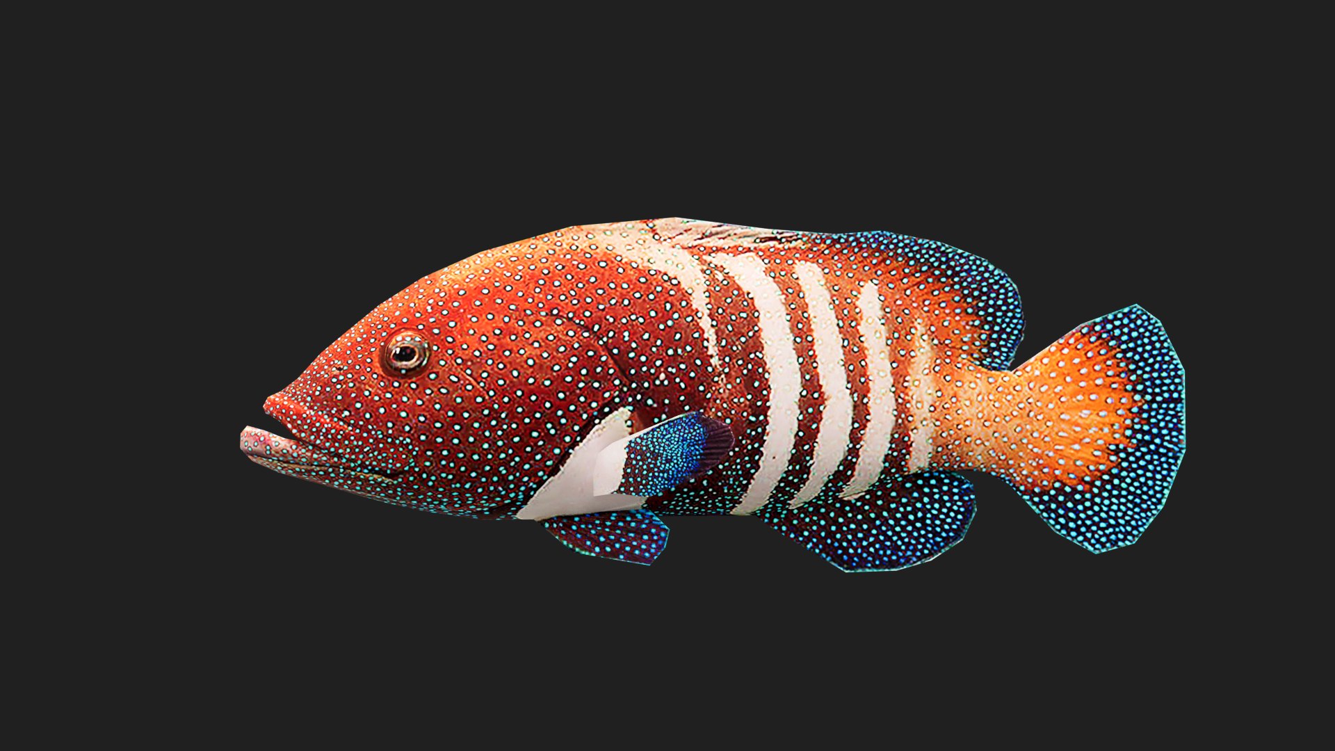 Grouper Model - TurboSquid 2118877