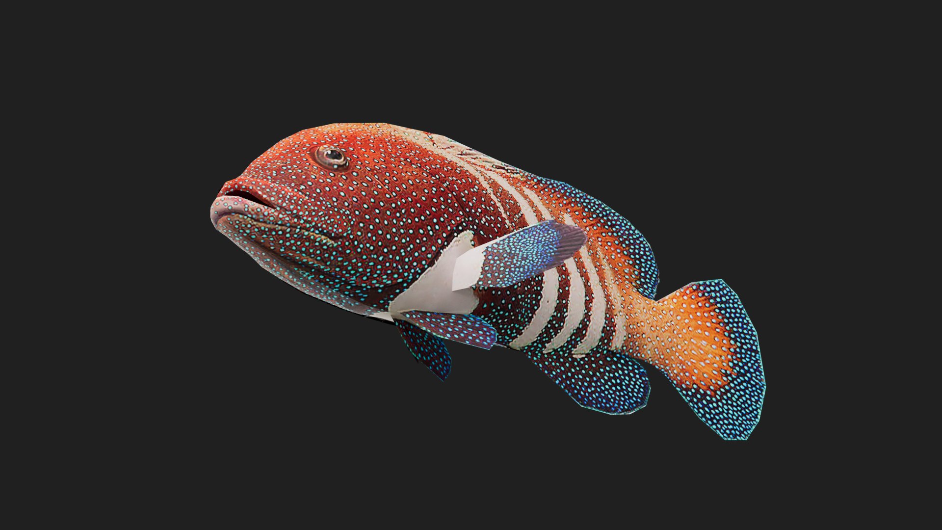 Grouper Model - TurboSquid 2118877