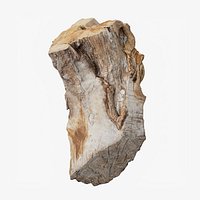 Scanned Trimmed Tree Wood 12