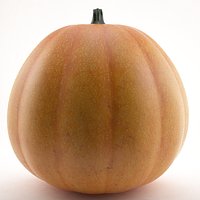 Pumpkin