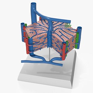 Liver Lobule Anatomy Model with Vascular Structure on Stand