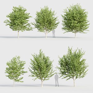 Celtis occidentalis Common hackberry 3D model model