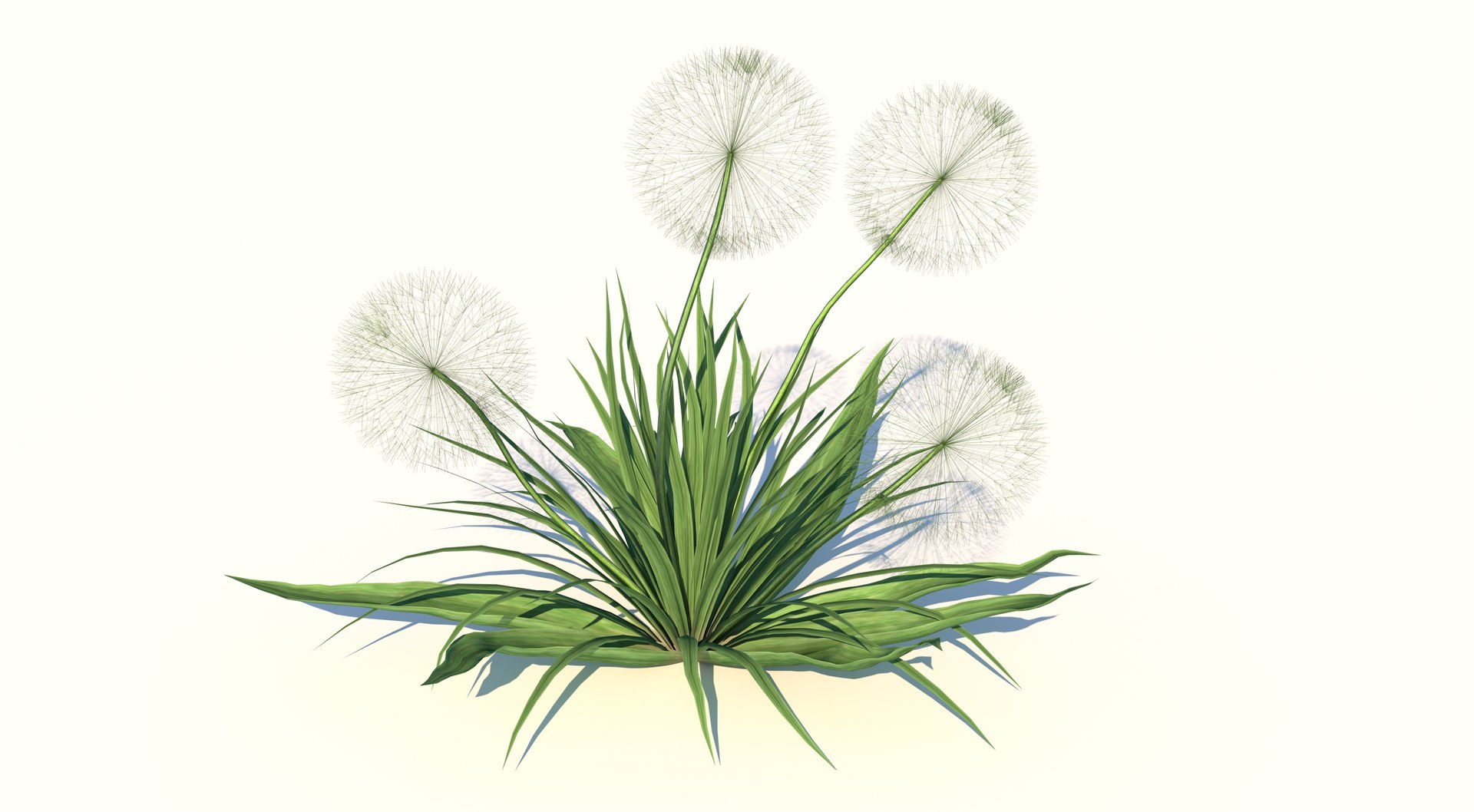 Ripe Dandelion Plant 3D model https://p.turbosquid.com/ts-thumb/tm/iOpnj2/ka/1/jpg/1618060242/1920x1080/fit_q87/8d25c1dbe1df5bd4f97784ce7becb8612c57e94c/1.jpg