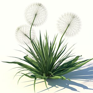 Ripe Dandelion Plant 3D model