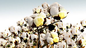 Cotton